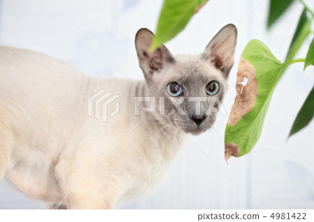 Hairless Cat Hairless Cat 4981422