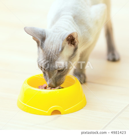 Hairless Cat Eating 4981423