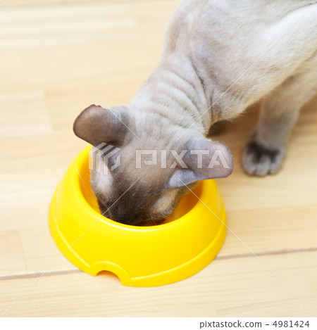 Hairless Cat Eating 4981424