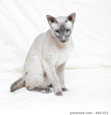 Hairless Cat 4981431