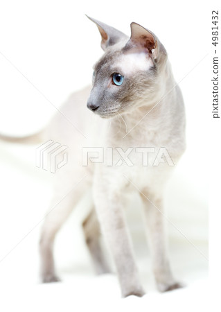 Hairless Cat 4981432