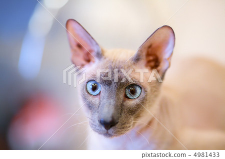 Hairless Cat 4981433