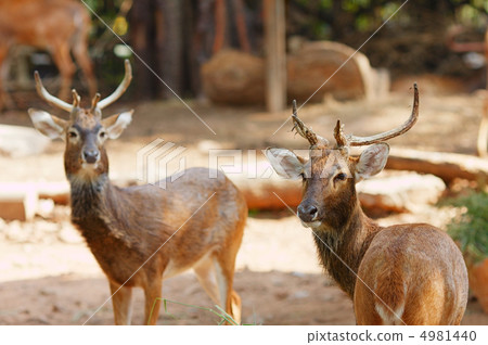 Siamese Eld's deers 4981440