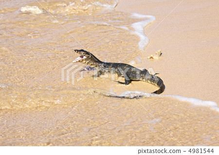 wild young water monitor wild young water monitor 4981544