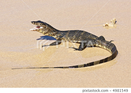 wild young water monitor wild young water monitor 4981549