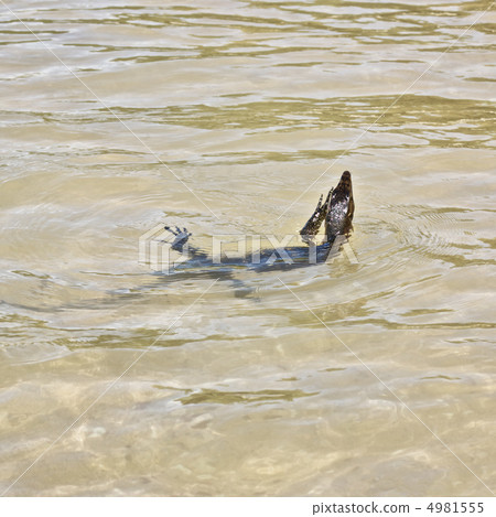wild young water monitor 4981555
