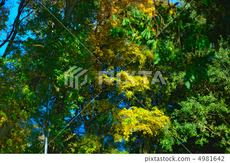 Green and Yellow Leaves 4981642