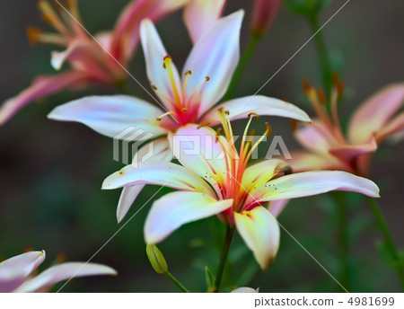 Pink Lilies Pink Lilies 4981699