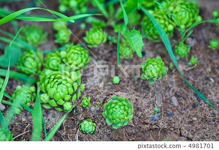 Sprouts Sprouts 4981701