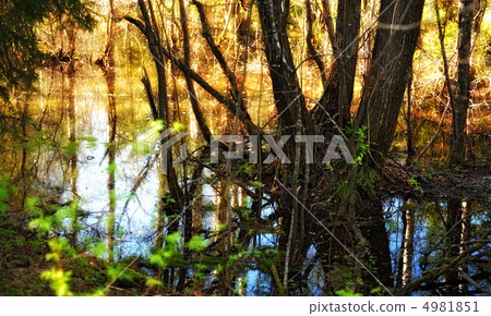 Flooded Forest Flooded Forest 4981851