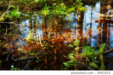 Pool in Forest 4981853