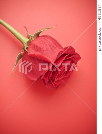 Red Rose Bud Red Rose Bud 4981854