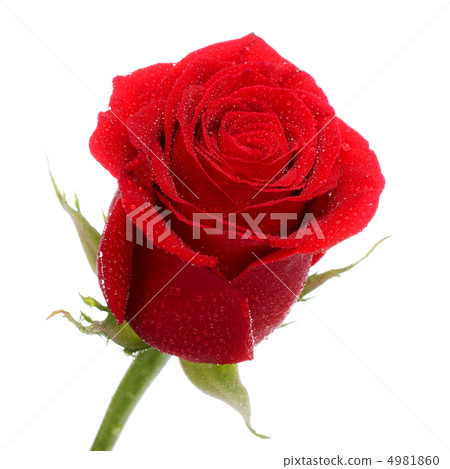 Red Rose Bud 4981860