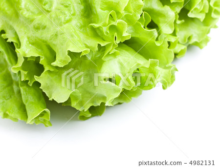 Green Lettuce 4982131