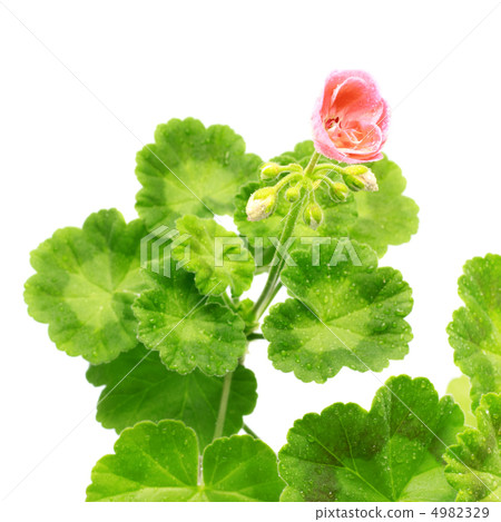 Geranium Flower 4982329
