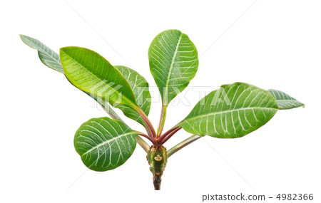 Green Leaves Green Leaves 4982366