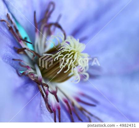 Violet Flower Violet Flower 4982431