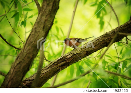 Finch on Tree Finch on Tree 4982433