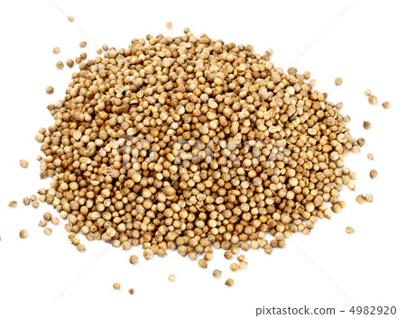 coriander seeds 4982920