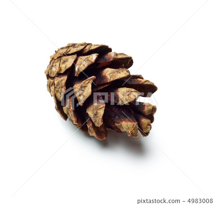 pinecones 4983008