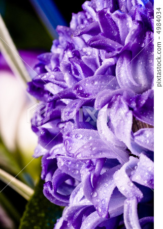 blue fuzzy (hyacinthus orientalis) with waterdrops blue fuzzy (hyacinthus orientalis) with waterdrops 4984034