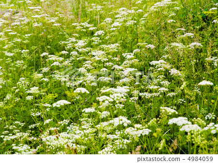 green field with white flowers green field with white flowers 4984059
