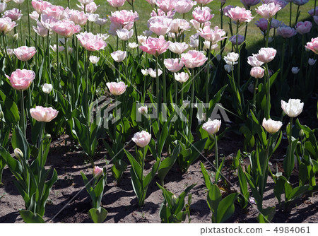 Field full of Tulips Field full of Tulips 4984061