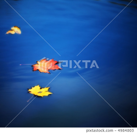 maple leaves on water 4984803