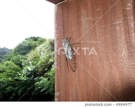 Cicadas Cicadas 4984977