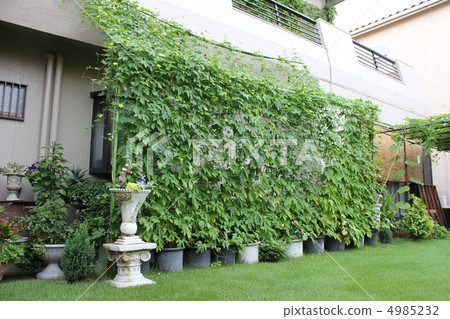 Green Curtain 4985232