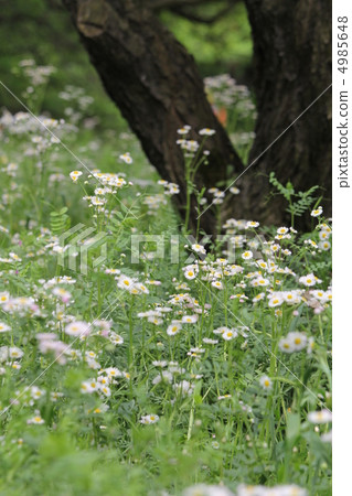 The origin of Haruzion 4985648