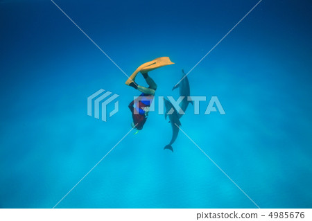 海豚游泳 海豚游泳 4985676