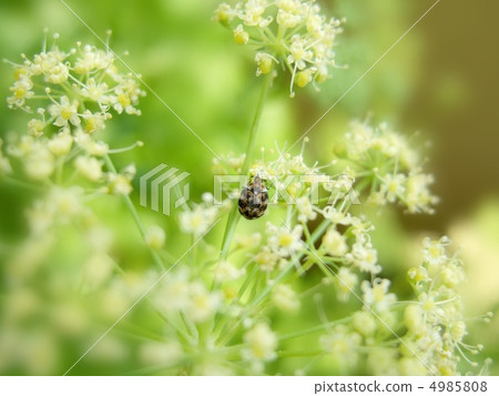 Herbs and giant cuttlefish Herbs and giant cuttlefish 4985808