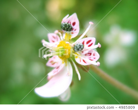 在雪下的一條毛蟲漂白的甲蟲 在雪下的一條毛蟲漂白的甲蟲 4985809
