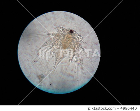 Barnacles (No Prius larvae) Barnacles (No Prius larvae) 4986440