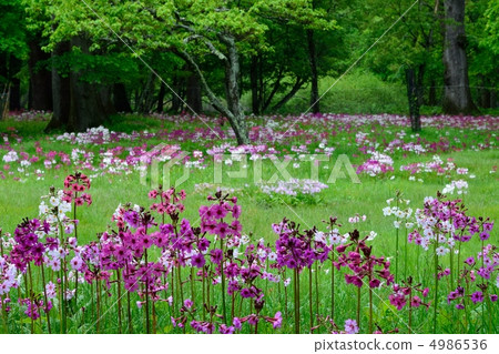 粳稻報春 4986536