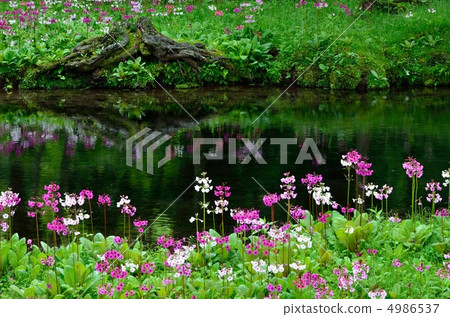 粳稻報春 4986537