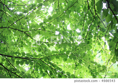 Sunbeams 4986543