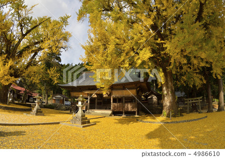 Ginkgo tree Ginkgo tree 4986610