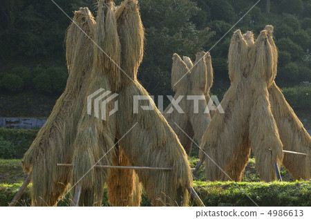 Dried in 4986613