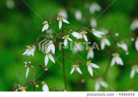 虎耳草 虎耳草 4986848