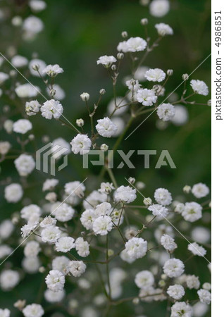 滿天星 滿天星 4986851