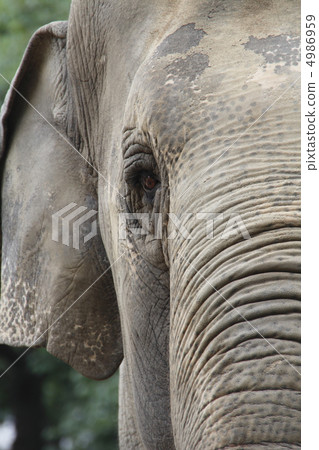 Elephant elephant Elephant elephant 4986959