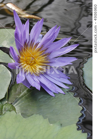 Water lily Water lily 4986960