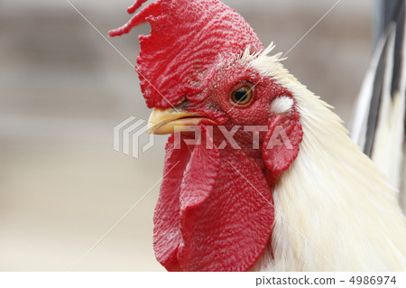 Chabo Kei Chavo Chabo Kei Chavo 4986974