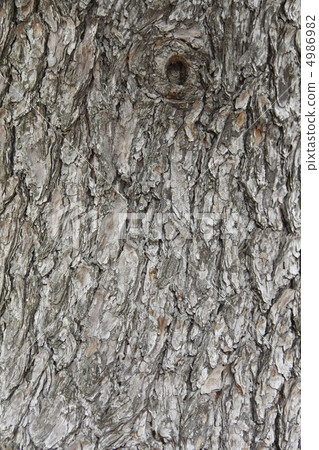 Himalayan seed bark 4986982