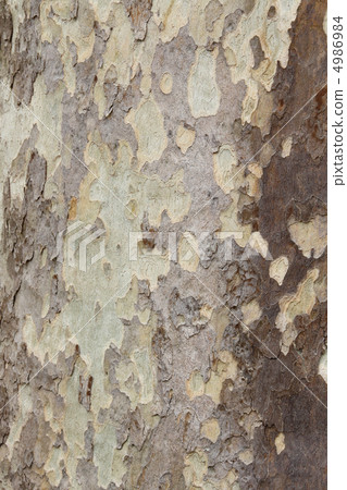Platanus bark 4986984