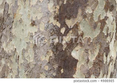 法國梧桐樹皮 4986985