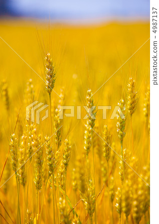 Wheat field Wheat field 4987137