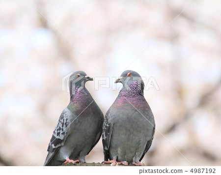 Dove Mr. Heart ~ Under a cherry tree ~ Dove Mr. Heart ~ Under a cherry tree ~ 4987192